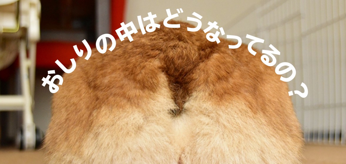 おしりの中はどうなってるの?